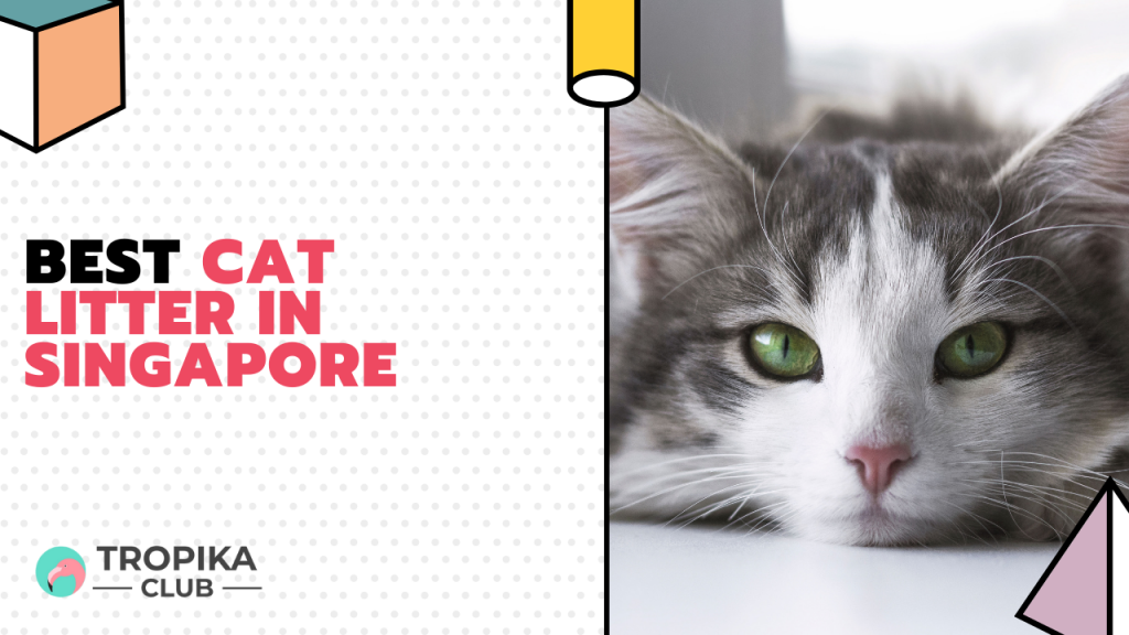 best cat litter in singapore