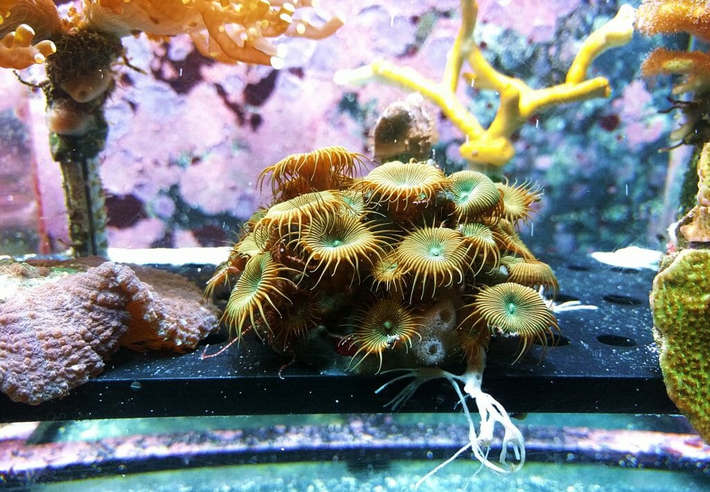 Brown sea creature inside fish tank