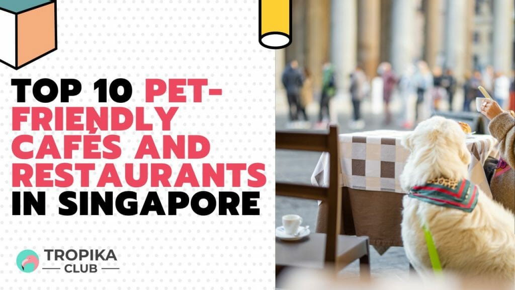 Top 10 Pet-friendly Cafés and Restaurants in Singapore