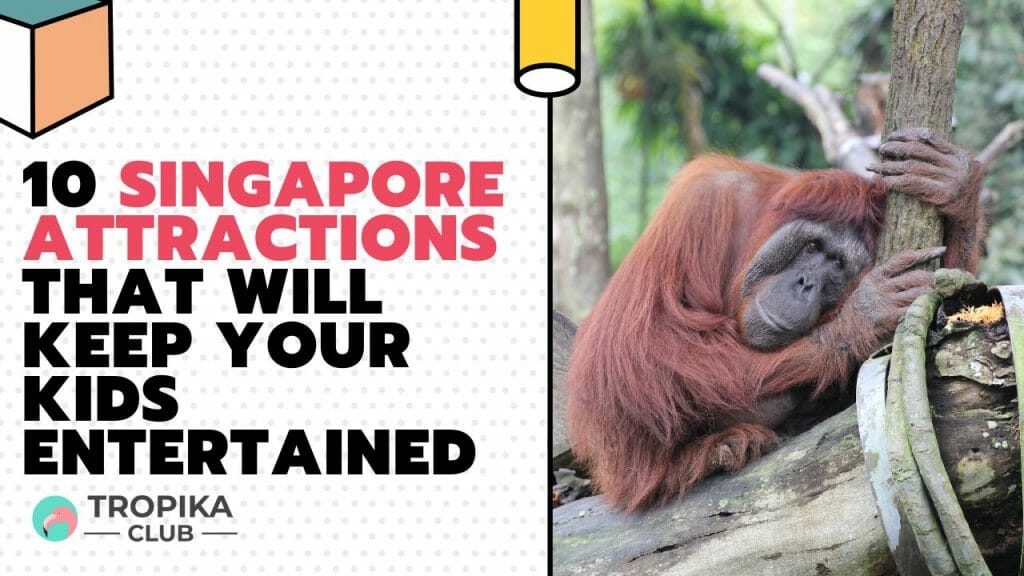 singapore zoos 