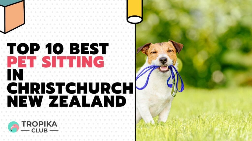 Best Pet Sitting in Christchurch New Zealand