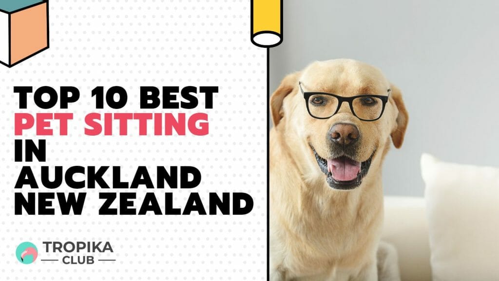 Top 10 Best Pet Sitting in Auckland New Zealand
