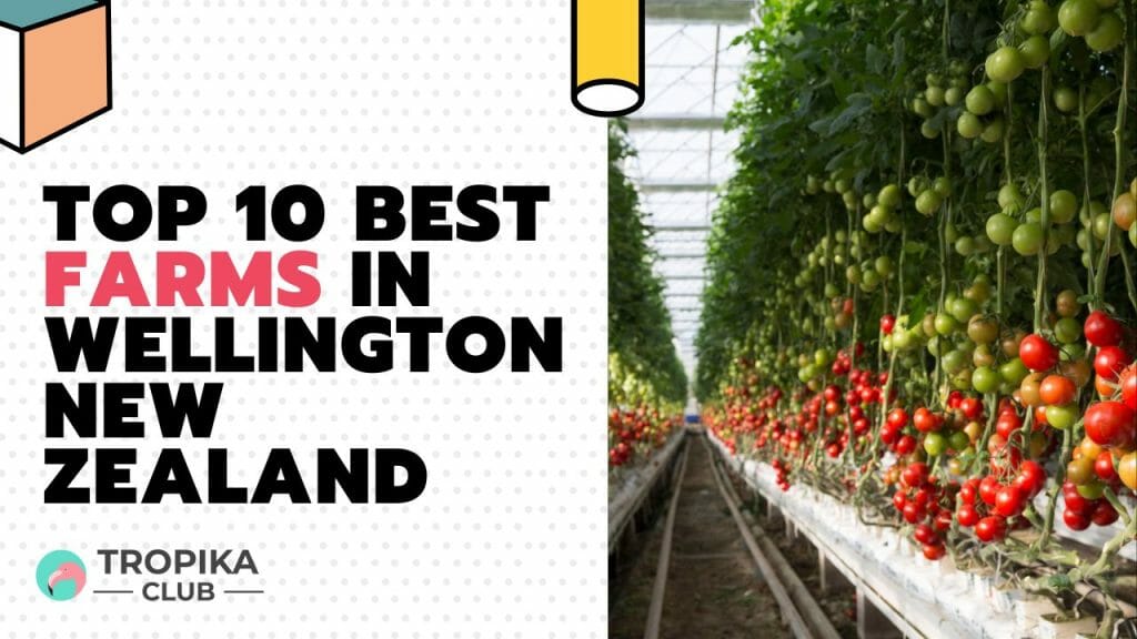 Best Farms in Wellington