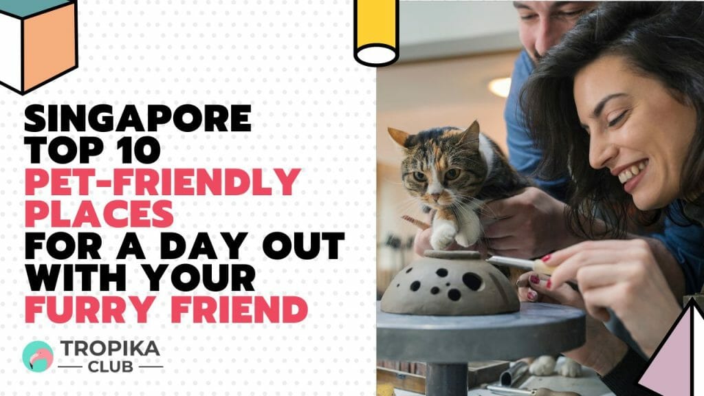 Singapore Top 10 Pet-Friendly Places for a Day Out with Your Furry Friend